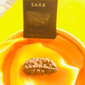 Half Moon Shape Rudraksha 1 Face