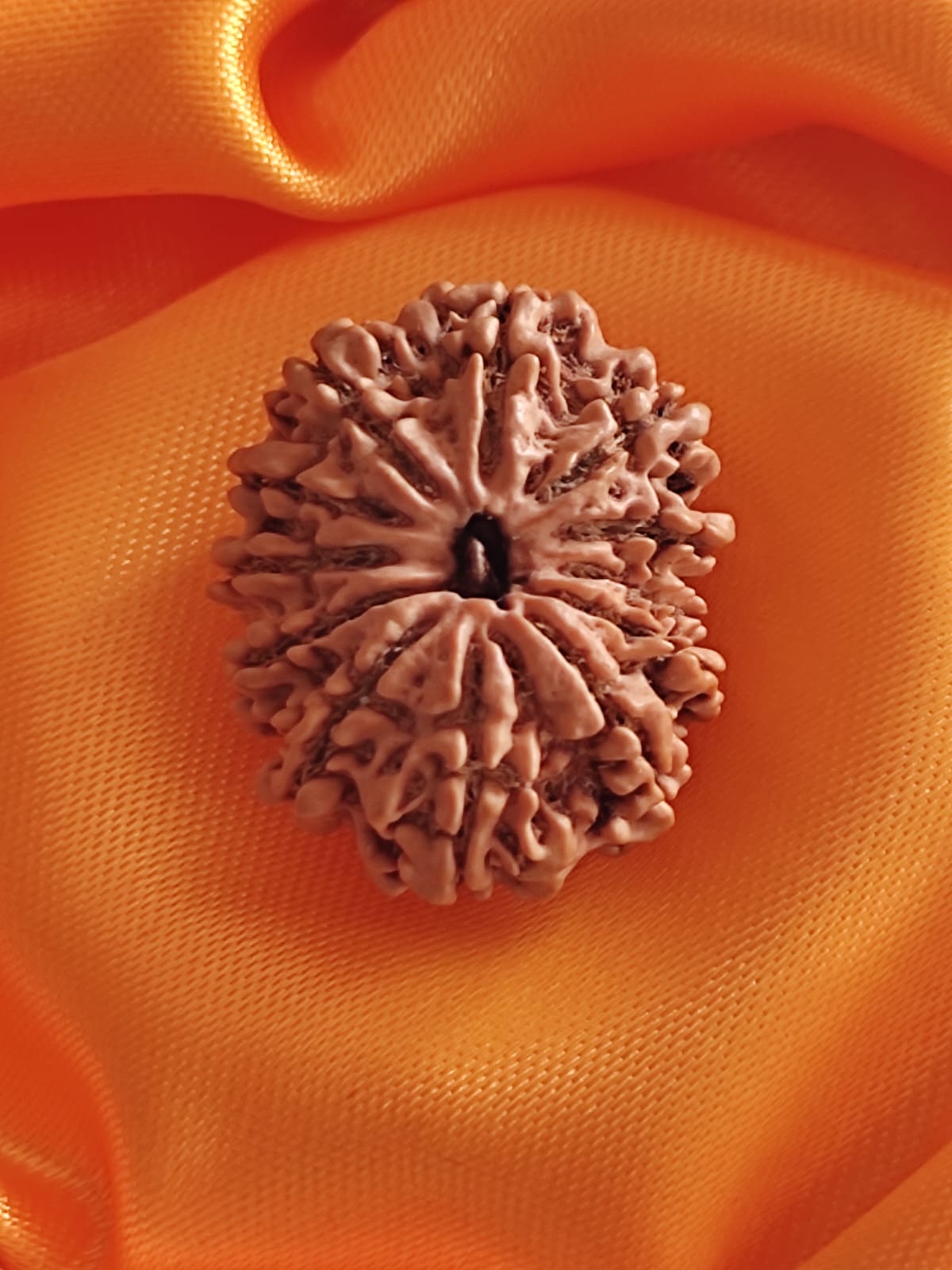 12 FACE RUDRAKSHA NEPALI BEAD