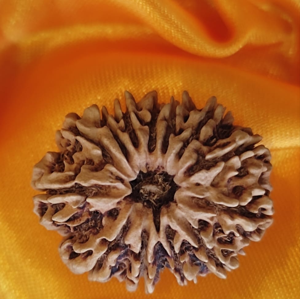 13 FACE RUDRAKSHA NEPALI BEAD