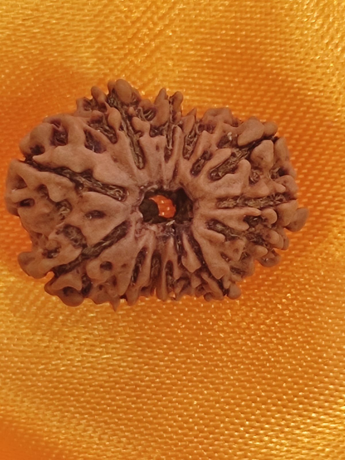 14 FACE RUDRAKSHA NEPALI BEAD