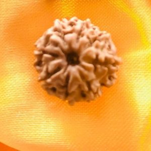 8 FACE RUDRAKSHA NEPALI BEAD